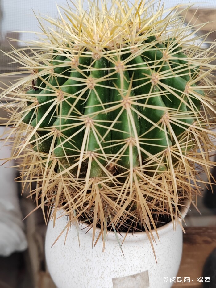 夏天旅游和球都不容错过