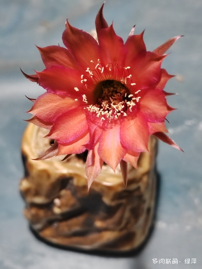 夏天旅游和球都不容错过