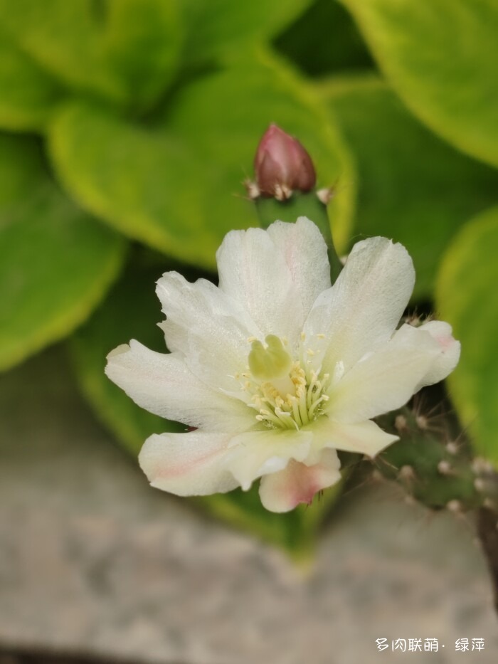 夏天旅游和球都不容错过