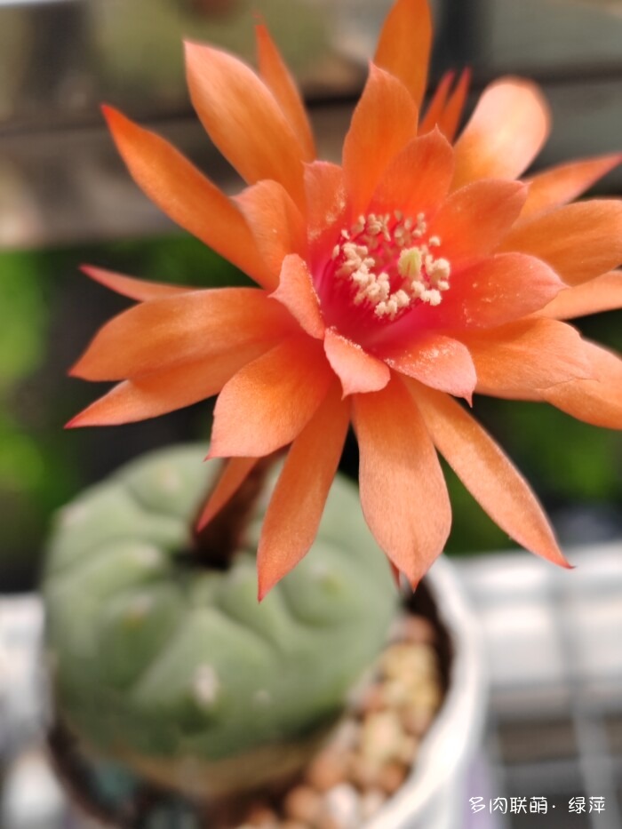 夏天旅游和球都不容错过