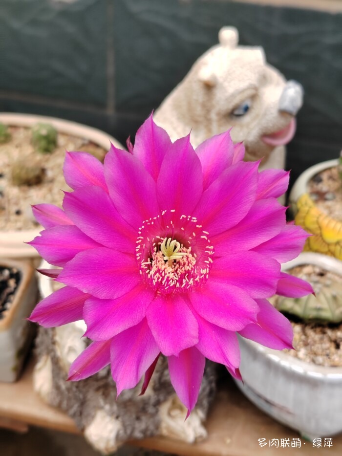 夏天旅游和球都不容错过