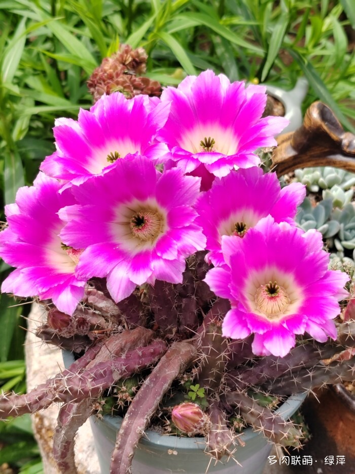 夏天旅游和球都不容错过