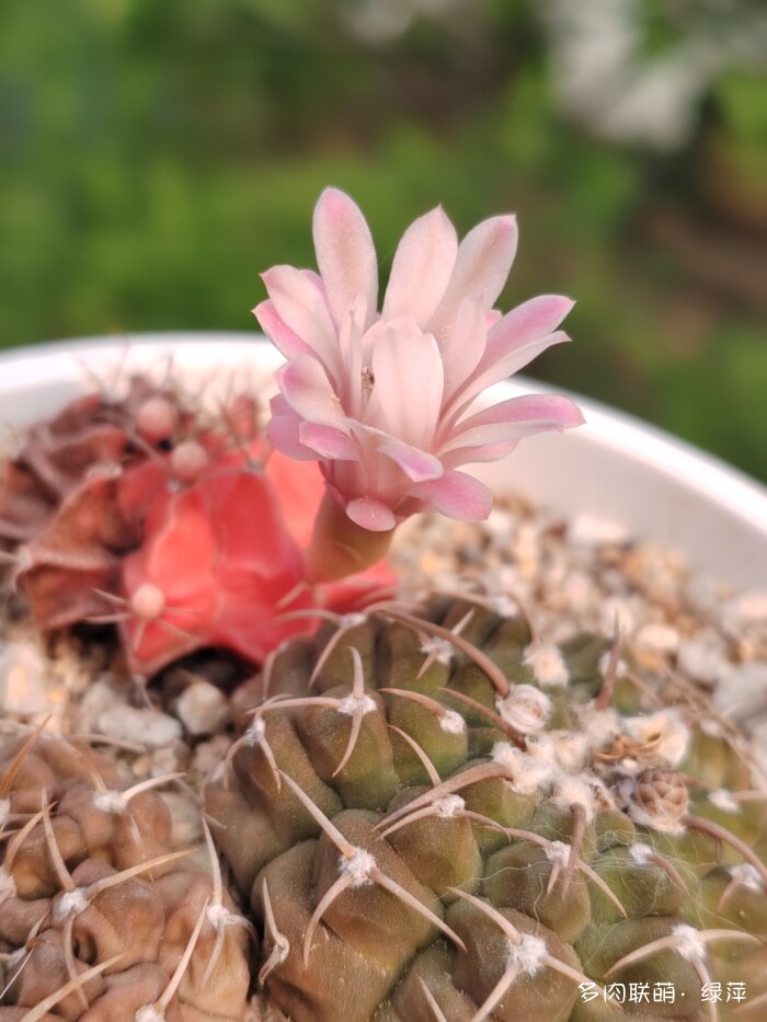 夏天旅游和球都不容错过