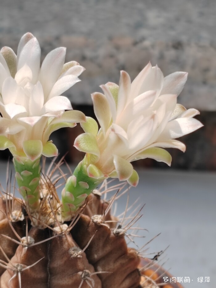 夏天旅游和球都不容错过