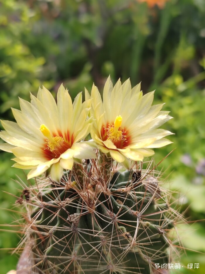 夏天旅游和球都不容错过