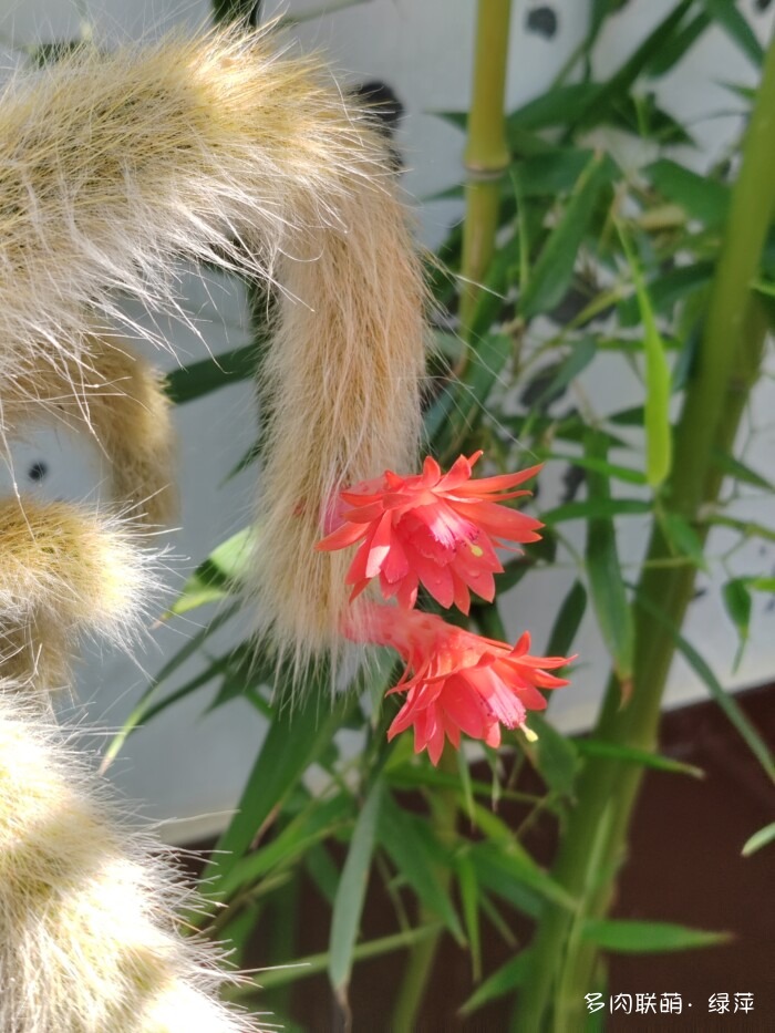 夏天旅游和球都不容错过