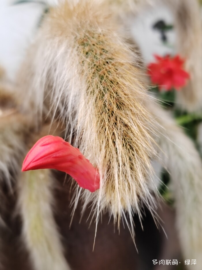 夏天旅游和球都不容错过