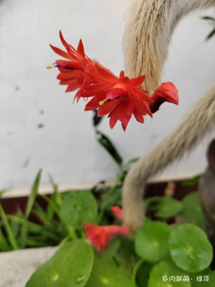 夏天旅游和球都不容错过