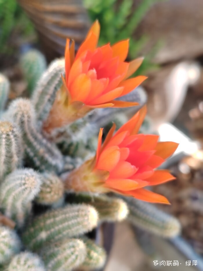 夏天旅游和球都不容错过