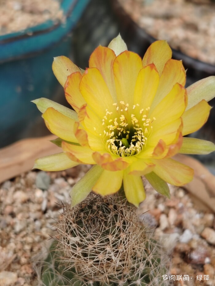 夏天旅游和球都不容错过