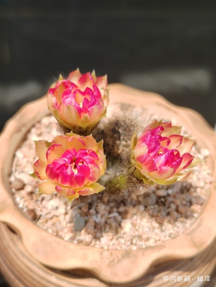 夏天旅游和球都不容错过