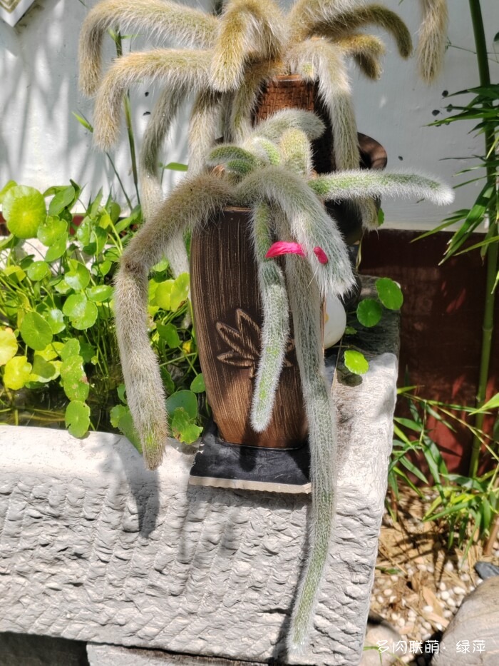 夏天旅游和球都不容错过