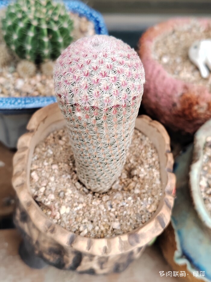 夏天旅游和球都不容错过