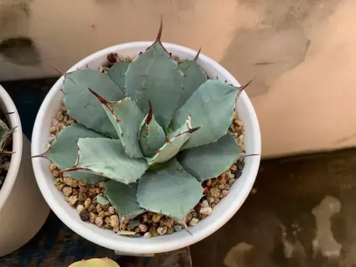 夏天的多肉