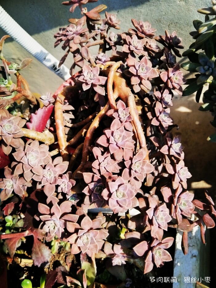 度过夏天的多肉
