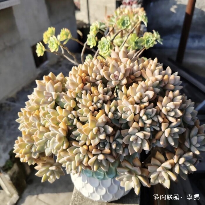 贵州度过夏天的多肉