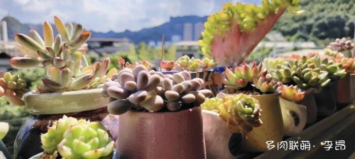 贵州度过夏天的多肉