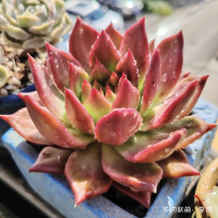 贵州度过夏天的多肉