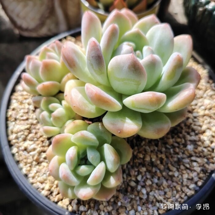 贵州度过夏天的多肉