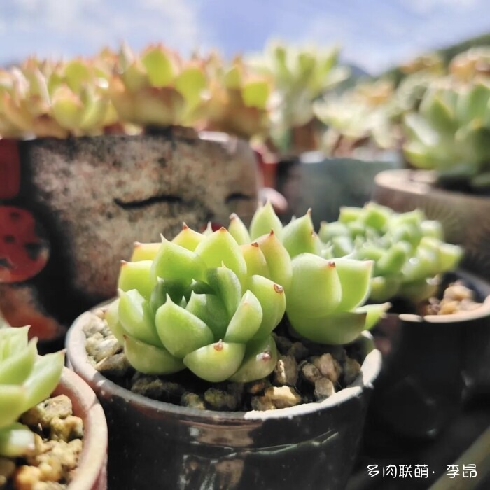 贵州度过夏天的多肉
