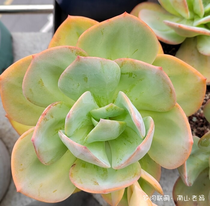 白凤