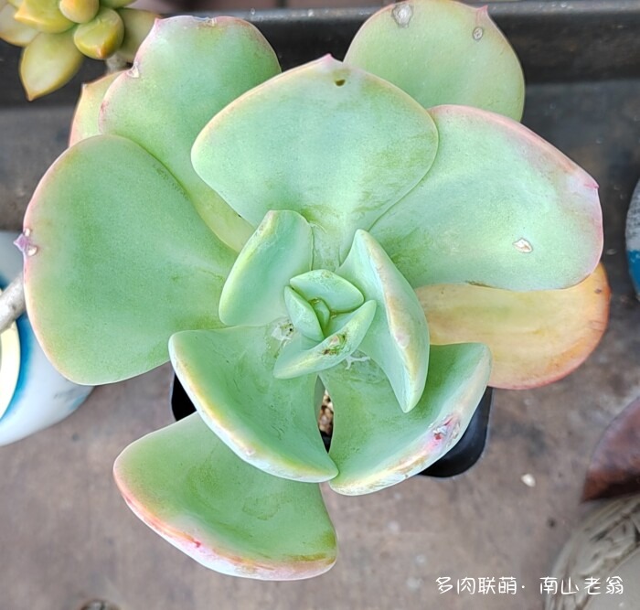 白凤