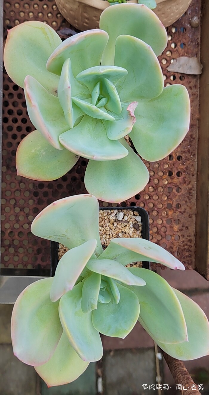 白凤