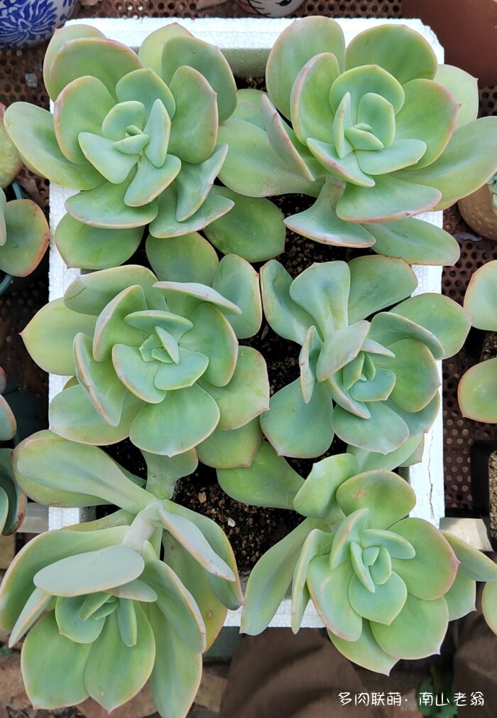 白凤