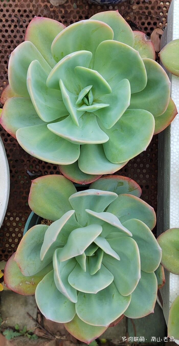 白凤