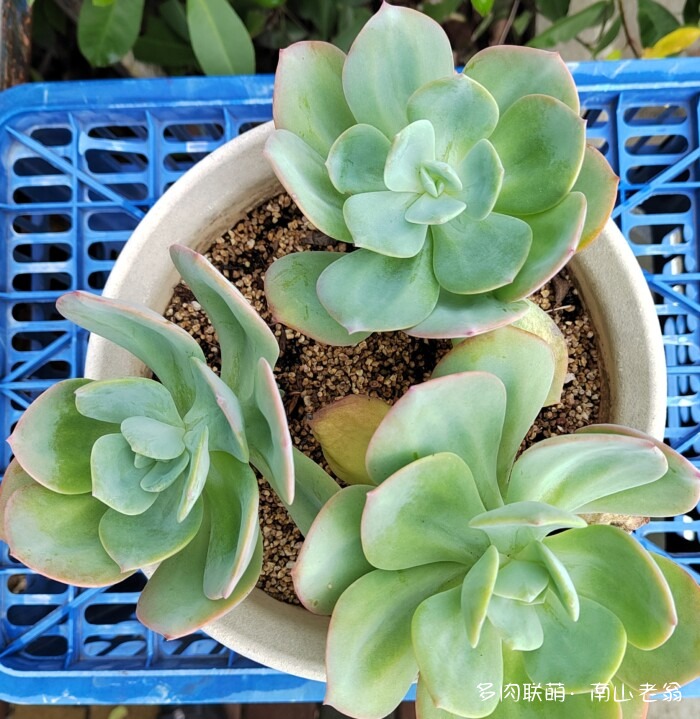 白凤