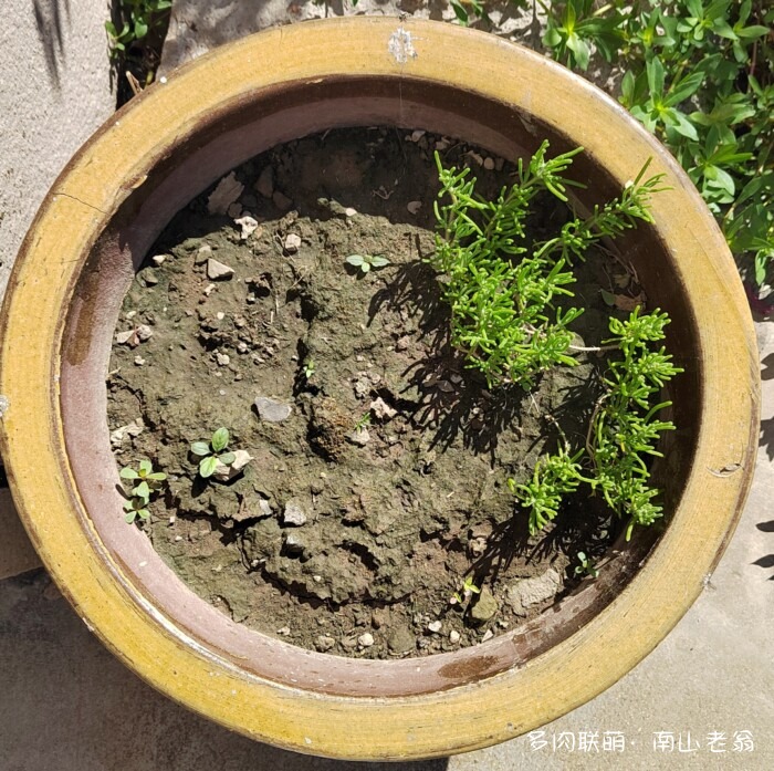 白凤