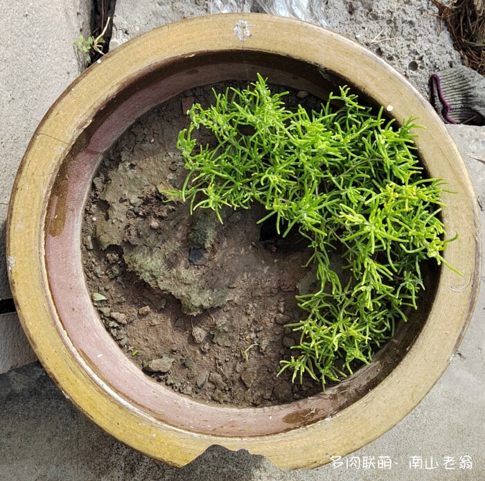白凤