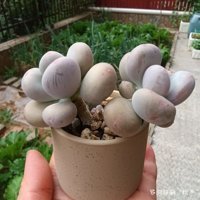 秋雨后的多肉，变肥了