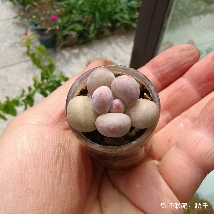 秋雨后的多肉，变肥了