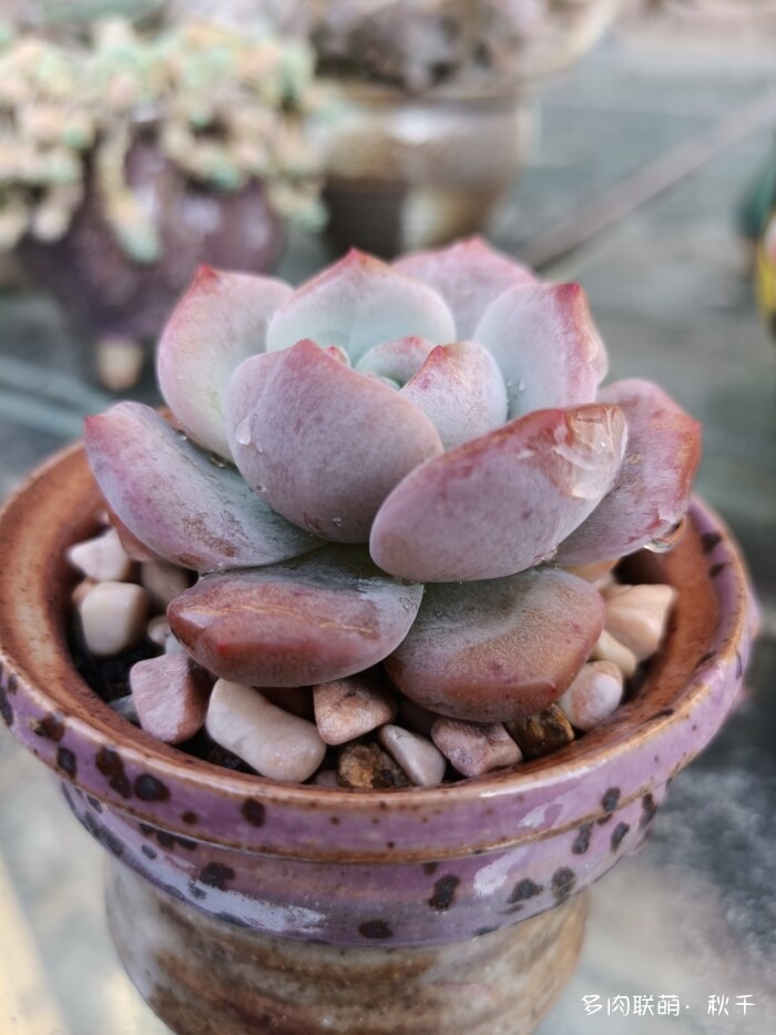 秋雨后的多肉，变肥了