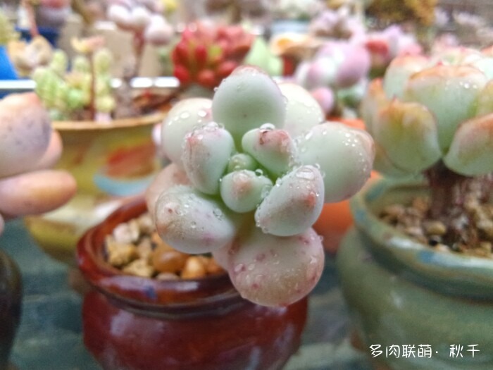 秋雨后的多肉，变肥了