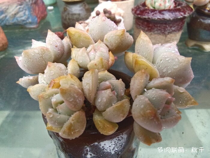 秋雨后的多肉，变肥了