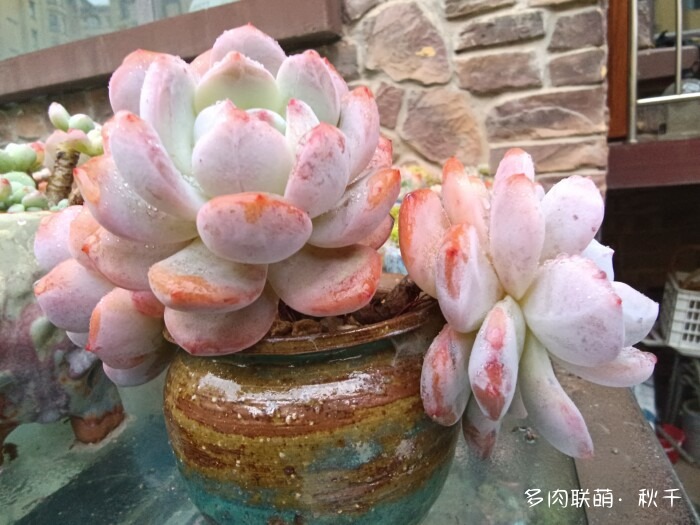 秋雨后的多肉，变肥了
