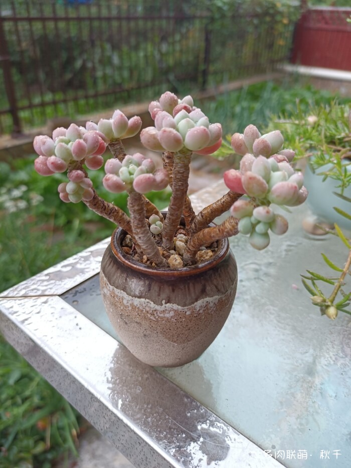 秋雨后的多肉，变肥了