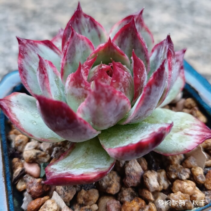 秋雨后的多肉，变肥了