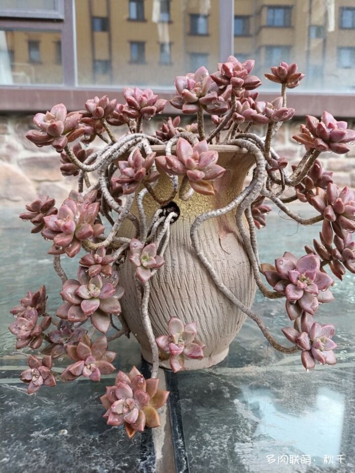 秋雨后的多肉，变肥了