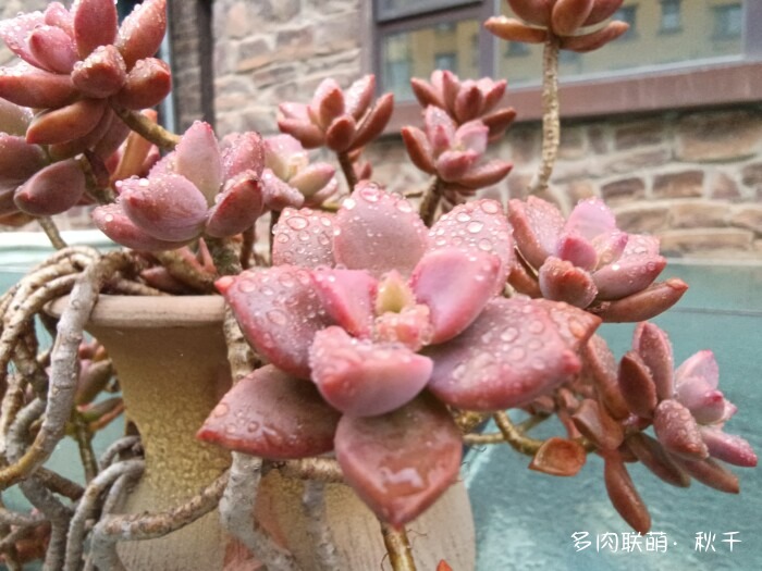 秋雨后的多肉，变肥了