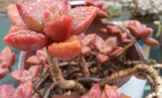 秋雨过后，肉肉变厚！