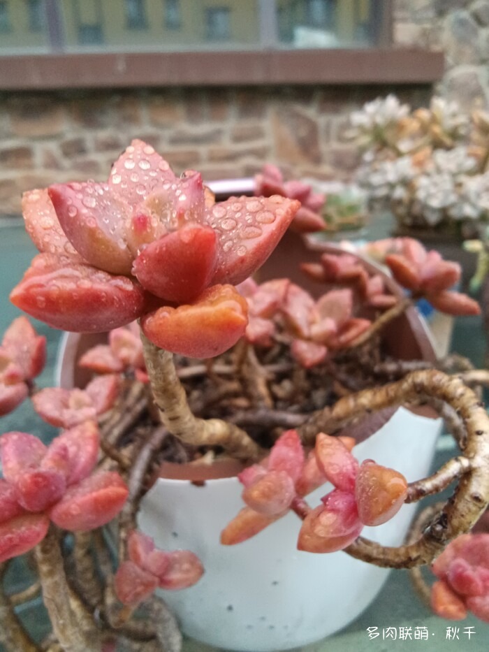 秋雨后的多肉，变肥了