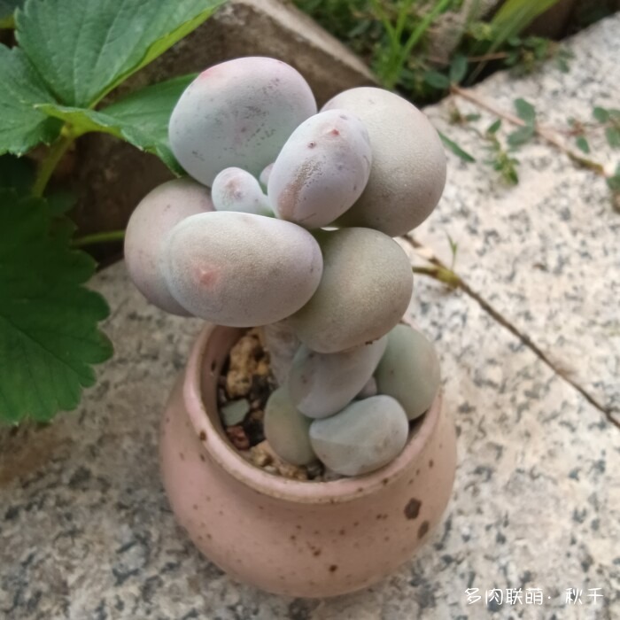 秋雨后的多肉，变肥了