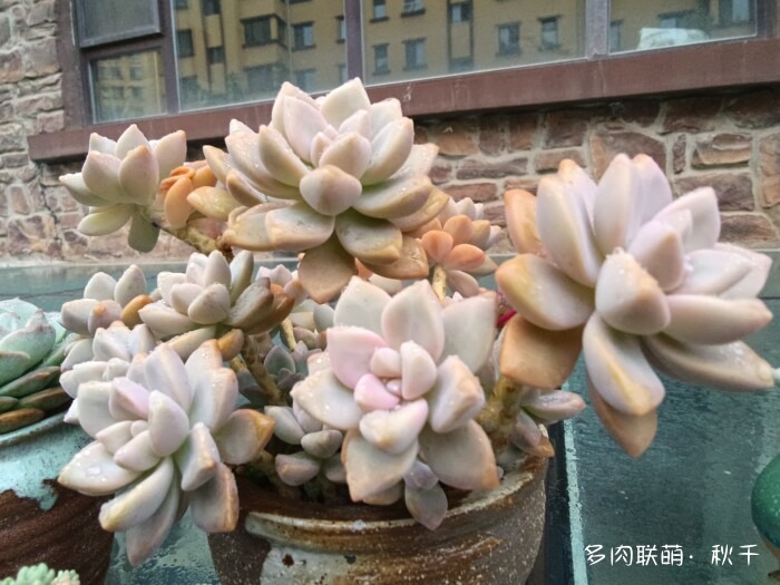 秋雨后的多肉，变肥了