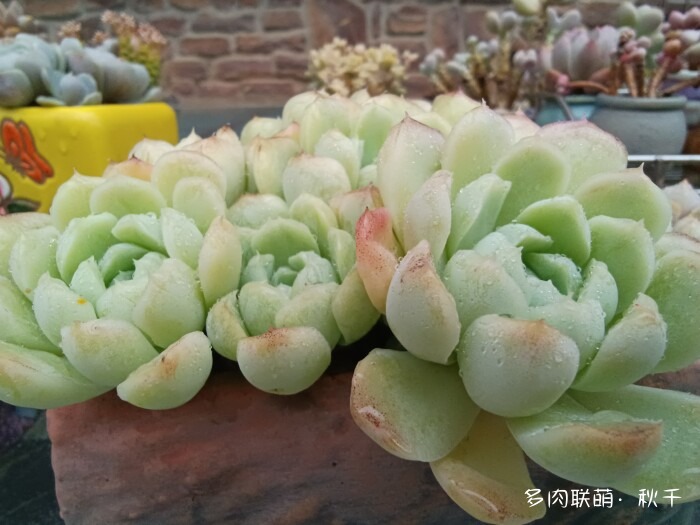 秋雨后的多肉，变肥了
