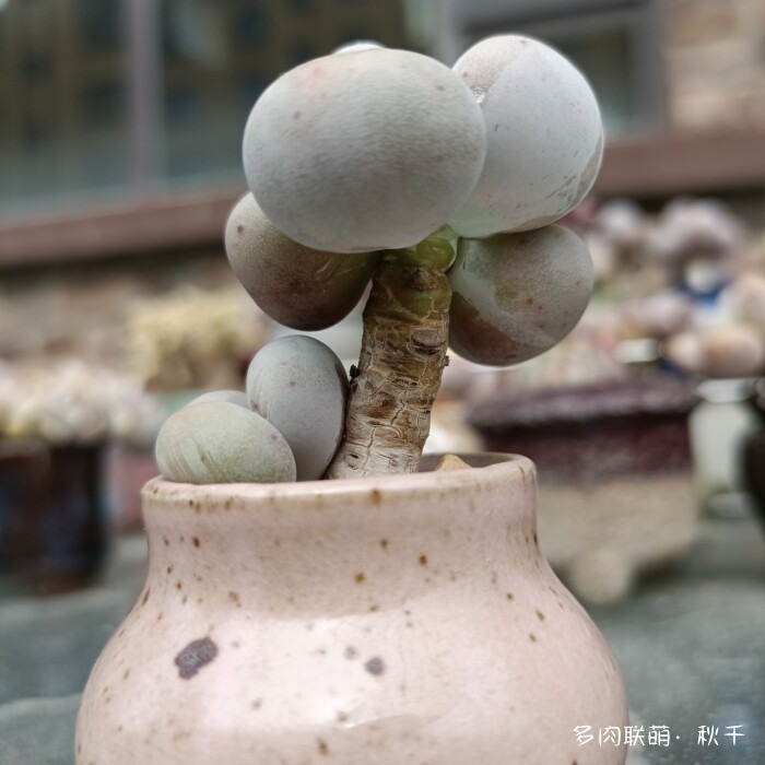 秋雨后的多肉，变肥了