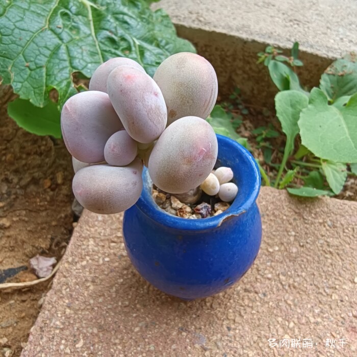 秋雨后的多肉，变肥了