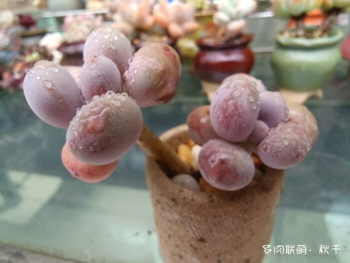 秋雨后的多肉，变肥了